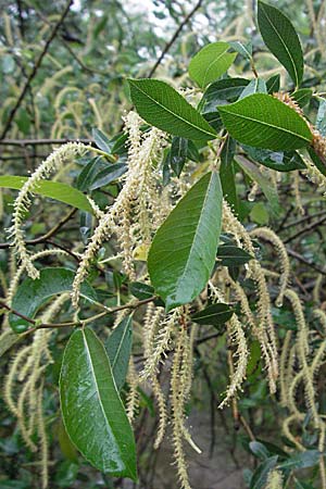 Salix triandra \ Mandel-Weide / Almond Willow, A Bregenz 5.5.2007