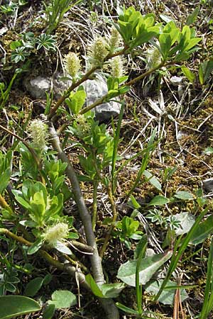 Salix waldsteiniana \ Waldsteins Weide, Bumchen-Weide / Waldstein's Willow, A Hahntennjoch 27.5.2007