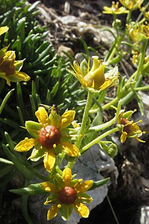 Saxifraga aizoides \ Fetthennen-Steinbrech, A Kärnten, Petzen 21.7.2007