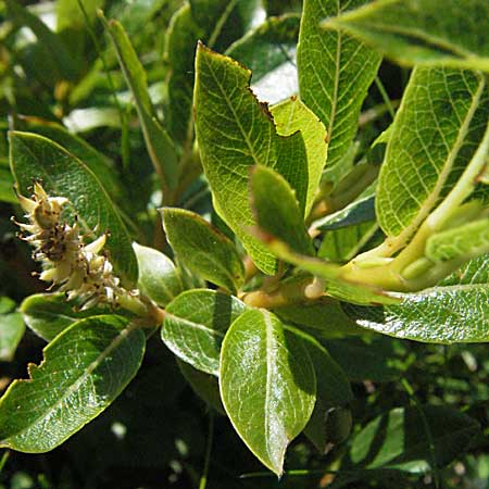 Salix waldsteiniana \ Waldsteins Weide, Bumchen-Weide / Waldstein's Willow, A Kärnten/Carinthia, Petzen 21.7.2007