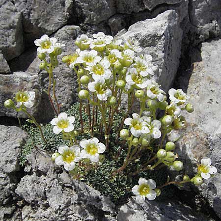 Saxifraga squarrosa \ Sparriger Steinbrech / Dolomites Saxifrage, A Kärnten/Carinthia, Petzen 21.7.2007