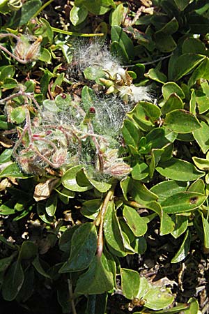 Salix serpillifolia \ Quendelblttrige Weide, A Kärnten, Petzen 21.7.2007