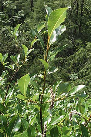 Salix waldsteiniana \ Waldsteins Weide, Bumchen-Weide / Waldstein's Willow, A Kärnten/Carinthia, Petzen 21.7.2007