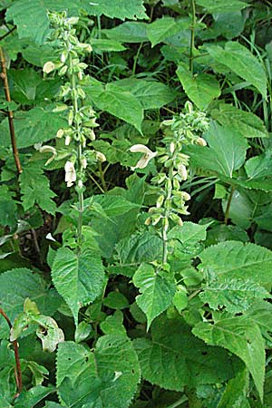 Salvia glutinosa \ Klebrige Salbei, A Klaus 14.7.2007