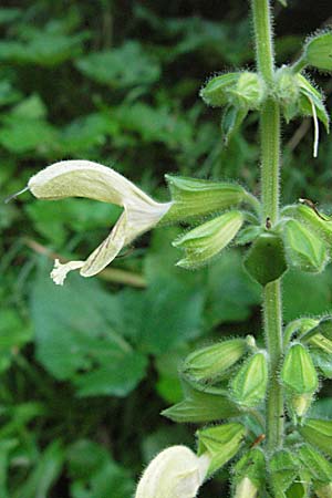 Salvia glutinosa \ Klebrige Salbei, A Klaus 14.7.2007