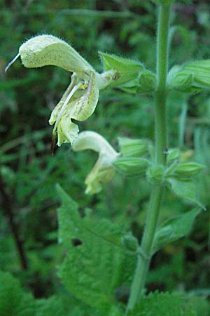 Salvia glutinosa \ Klebrige Salbei / Sticky Sage, A Hengstpass 14.7.2007