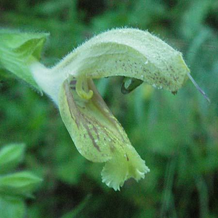 Salvia glutinosa \ Klebrige Salbei, A Hengstpass 14.7.2007