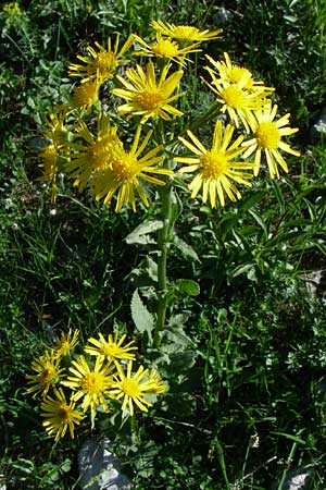 Senecio alpinus \ Alpen-Greiskraut / Alpine Ragwort, A Menauer Alm 31.5.2008