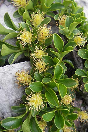 Salix retusa \ Stumpfblttrige Weide, A Kärnten, Petzen 2.7.2010