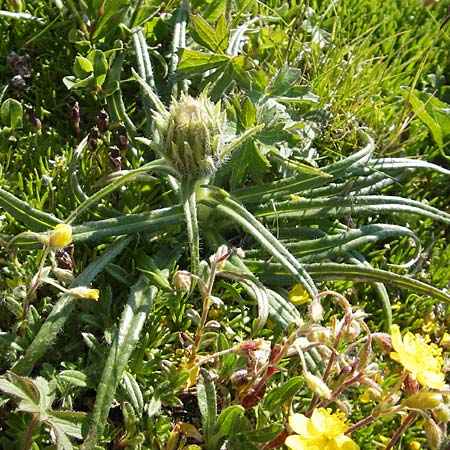 Saussurea pygmaea \ Zwerg-Alpenscharte / Dwarf Saussurea, A Trenchtling 3.7.2010