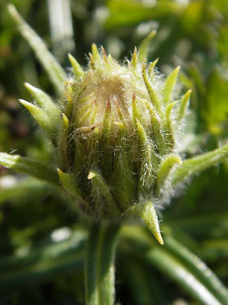 Saussurea pygmaea \ Zwerg-Alpenscharte / Dwarf Saussurea, A Trenchtling 3.7.2010