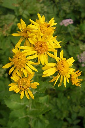 Senecio alpinus \ Alpen-Greiskraut, A Hahntennjoch 16.7.2010