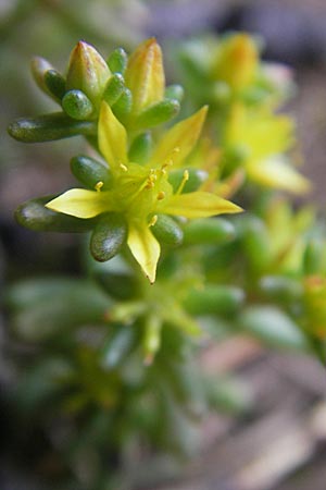 Sedum annuum \ Einjhriger Mauerpfeffer / Annual Stonecrop, A Malta - Tal / Valley 19.7.2010