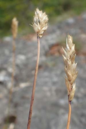 Sesleria caerulea \ Kalk-Blaugras / Moor Grass, A Kärnten/Carinthia, St. Paul im Lavanttal 16.5.2016