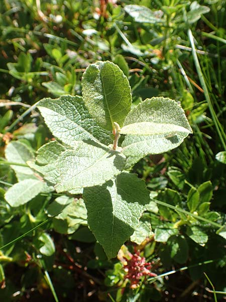 Salix appendiculata \ Schlucht-Weide, A Kärnten, Petzen 8.8.2016