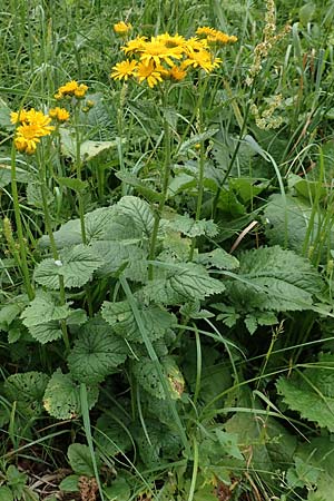 Senecio alpinus \ Alpen-Greiskraut / Alpine Ragwort, A Neuhaus am Zellerrain 2.7.2019