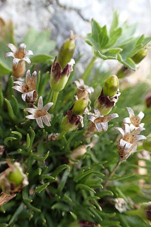 Silene acaulis \ Stngelloses Leimkraut, Kalk-Polsternelke, A Trenchtling 3.7.2019