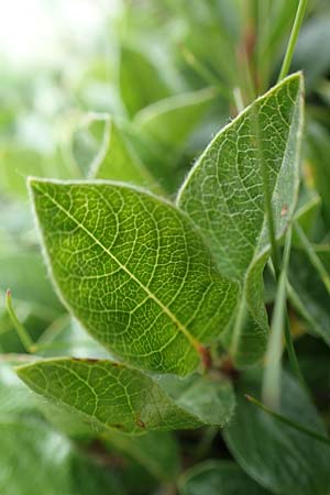 Salix alpina / Alpine Willow, A Trenchtling 3.7.2019