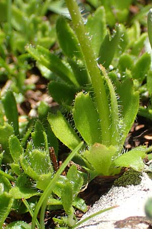 Saxifraga androsacea \ Mannsschild-Steinbrech / Scree Saxifrage, A Lawinenstein 5.7.2020