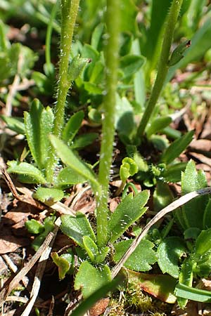 Saxifraga androsacea \ Mannsschild-Steinbrech / Scree Saxifrage, A Lawinenstein 5.7.2020