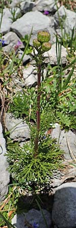 Senecio abrotanifolius / Southernwood-Leaved Ragwort, A Dachstein, Auretskar 7.7.2020