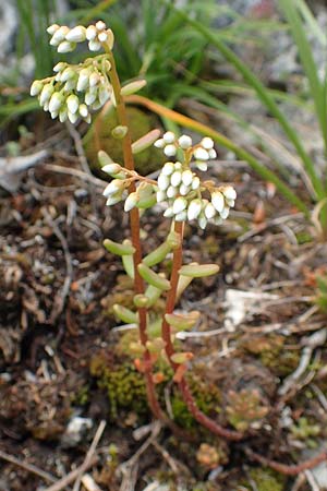 Sedum album / White Stonecrop, A Altaussee 9.7.2020