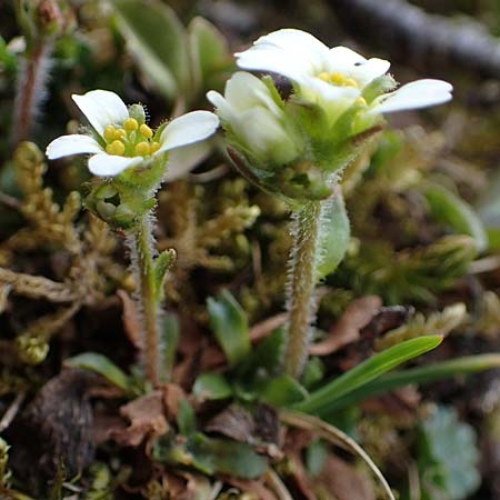 Saxifraga androsacea \ Mannsschild-Steinbrech / Scree Saxifrage, A Wölzer Tauern, Hoher Zinken 26.6.2021