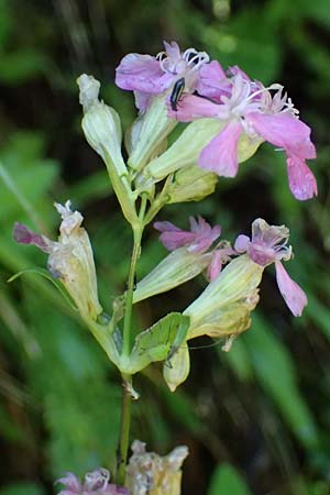 Silene armeria \ Nelken-Leimkraut / Sweet-William Campion, A Kraubath (Mur) 27.6.2021