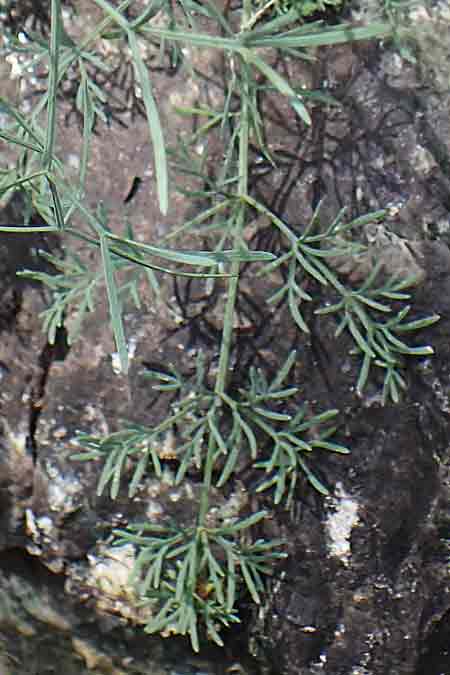 Seseli austriacum \ sterreicher Bergfenchel, sterreicher Sesel, A Kraubath (Mur) 27.6.2021