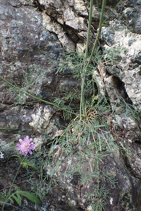 Seseli austriacum \ sterreicher Bergfenchel, sterreicher Sesel, A Kraubath (Mur) 27.6.2021