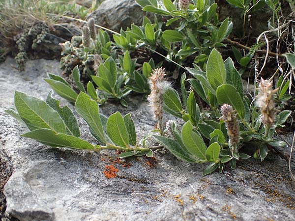 Salix alpina \ Alpen-Weide / Alpine Willow, A Pusterwald, Eiskar 29.6.2021