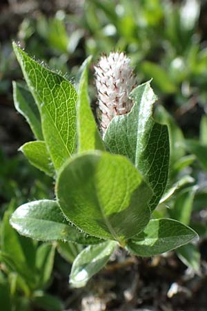 Salix alpina \ Alpen-Weide / Alpine Willow, A Pusterwald, Eiskar 29.6.2021