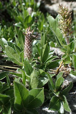 Salix alpina \ Alpen-Weide / Alpine Willow, A Pusterwald, Eiskar 29.6.2021