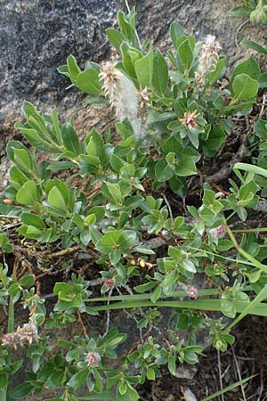 Salix alpina \ Alpen-Weide / Alpine Willow, A Pusterwald, Eiskar 29.6.2021