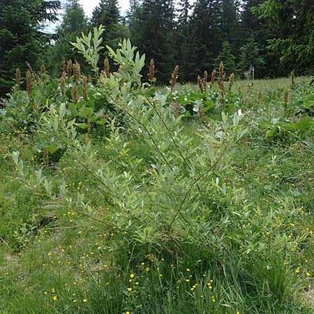 Salix appendiculata \ Schlucht-Weide / Large-Leaved Willow, A Seckauer Tauern, Rosenkogel 30.6.2021