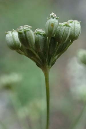 Seseli austriacum \ sterreicher Bergfenchel, sterreicher Sesel, A Kraubath (Mur) 25.7.2021