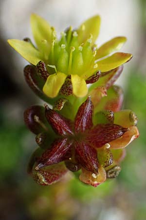 Sedum annuum \ Einjhriger Mauerpfeffer / Annual Stonecrop, A Seckauer Tauern, Brandstätter Törl 27.7.2021