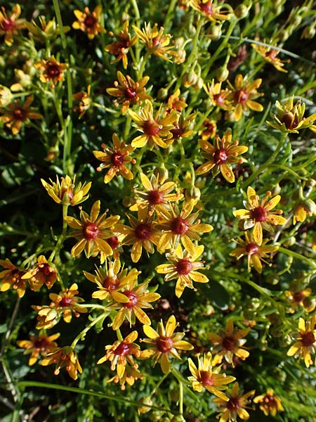 Saxifraga aizoides \ Fetthennen-Steinbrech, A Wölzer Tauern, Hohenwart 29.7.2021