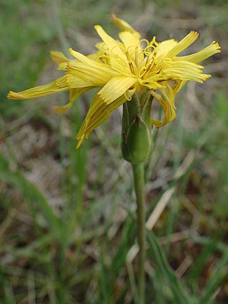 Scorzonera austriaca \ sterreichische Schwarzwurzel, A Perchtoldsdorf 7.5.2022