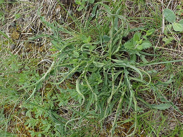 Scorzonera austriaca \ sterreichische Schwarzwurzel, A Perchtoldsdorf 7.5.2022