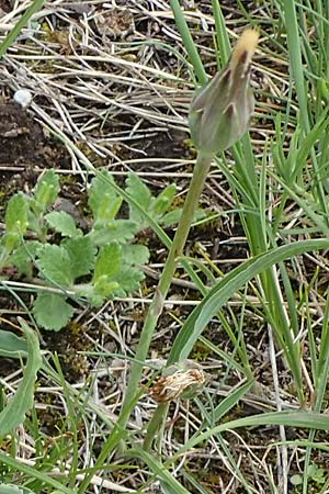 Scorzonera austriaca \ sterreichische Schwarzwurzel / Austrian Viper's Grass, A Perchtoldsdorf 7.5.2022