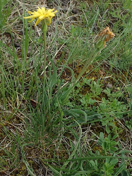 Scorzonera austriaca \ sterreichische Schwarzwurzel, A Perchtoldsdorf 7.5.2022