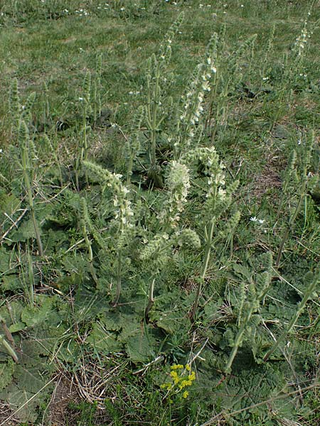 Salvia austriaca \ Österreichischer Salbei / Austrian Sage, A Seewinkel,  Apetlon 8.5.2022