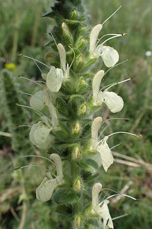 Salvia austriaca / Austrian Sage, A Seewinkel, Apetlon 8.5.2022