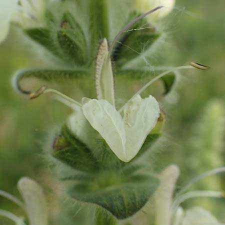 Salvia austriaca / Austrian Sage, A Seewinkel, Apetlon 8.5.2022