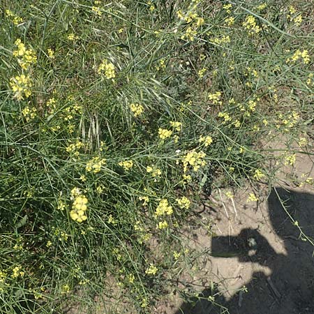 Sisymbrium altissimum \ Riesen-Rauke, Ungarische Rauke / Tall Rocket, A Weiden am Neusiedler See 10.5.2022