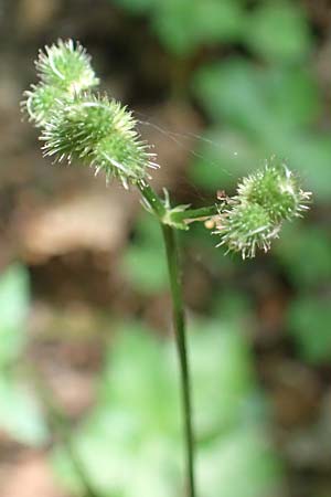 Sanicula europaea \ Sanikel, A Deutschlandsberger Klause 30.6.2022