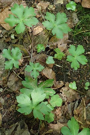 Sanicula europaea \ Sanikel / Sanicle, A Deutschlandsberger Klause 30.6.2022