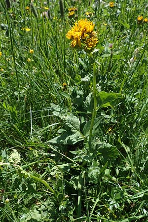 Senecio alpinus \ Alpen-Greiskraut / Alpine Ragwort, A Kärnten/Carinthia, Koralpe 3.7.2022