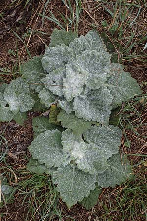 Salvia aethiopis \ Ungarischer Salbei, Woll-Salbei / Woolly Clary, Mediterranean Sage, A Wien 2.4.2023